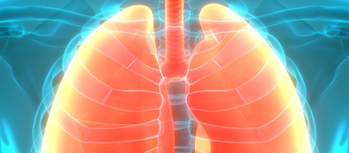 pleura